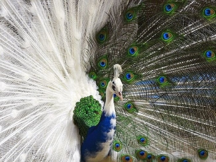 half-albino-peacock Weird Peacocks Wear Wedding Dresses
