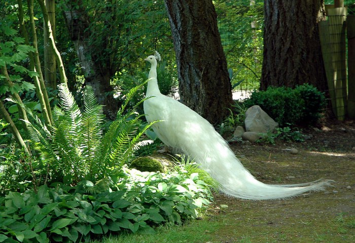 Weird Peacocks Wear Wedding Dresses 31 indian-blue-peacock-john-hibben