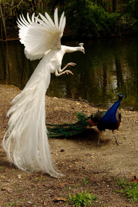 matrix-peacock Weird Peacocks Wear Wedding Dresses