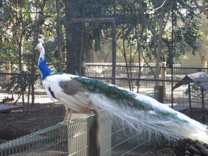 Weird Peacocks Wear Wedding Dresses 36 paon_albino__petit_