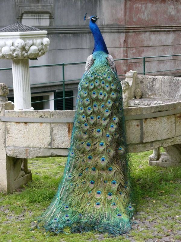 peacock-peafowl-animal-bird-18 Weird Peacocks Wear Wedding Dresses