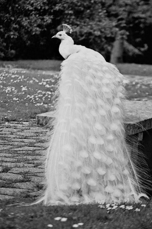 tumblr_mf6u08nqSv1qcz8ujo1_500 Weird Peacocks Wear Wedding Dresses