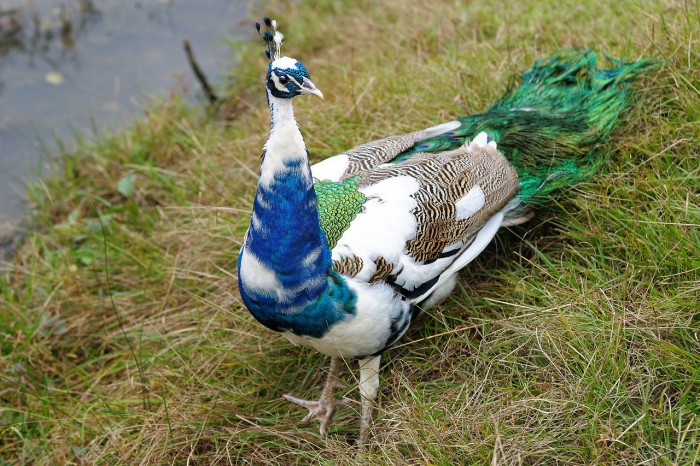 Weird Peacocks Wear Wedding Dresses 33 tumblr_mj7k0qkBze1r1jrvro5_1280