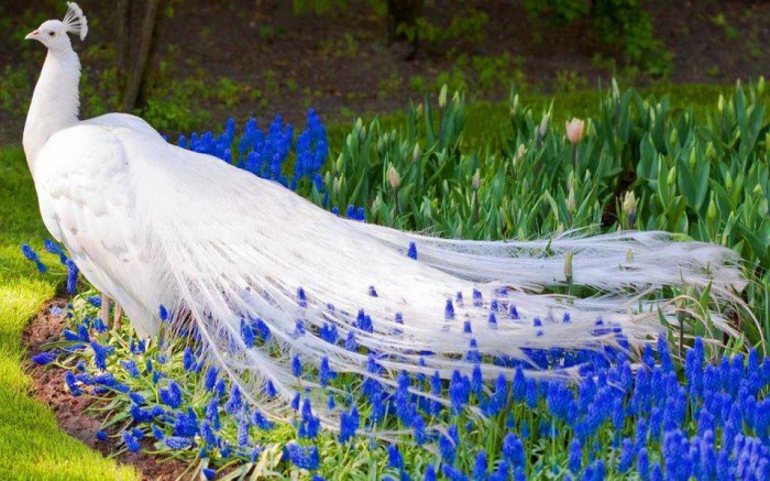 white-peacock-blue-flowers Weird Peacocks Wear Wedding Dresses