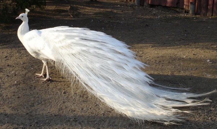 Weird Peacocks Wear Wedding Dresses 14 white-peacock-wallpaper-1882x1127