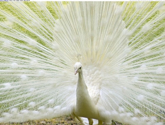 Weird Peacocks Wear Wedding Dresses 17 white-peacock
