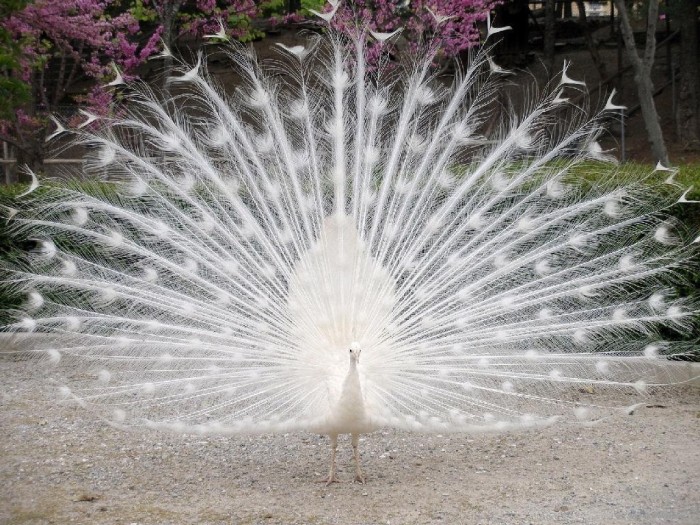 Weird Peacocks Wear Wedding Dresses 15 white_peacock