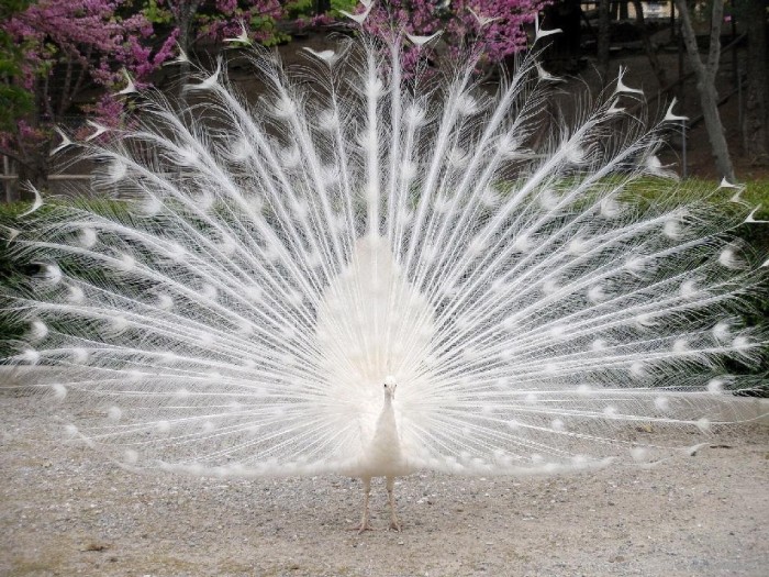 white_peacock