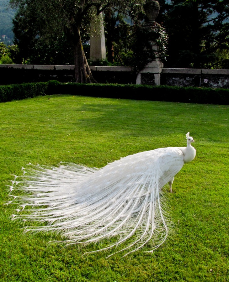 Weird Peacocks Wear Wedding Dresses 28 white_peacock_by_flammechant-d5clyzu