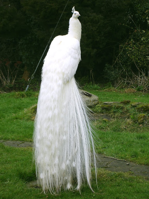 Weird Peacocks Wear Wedding Dresses 23 wonderful-white-peacock-pictures-002