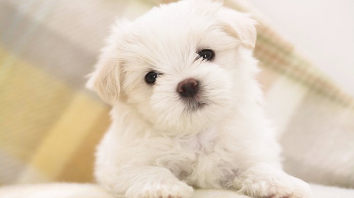 What Do You Know about the Latest Hybrid Dog "Pomsky"? 9 Cute-White-Pomsky-Wallpaper-HD