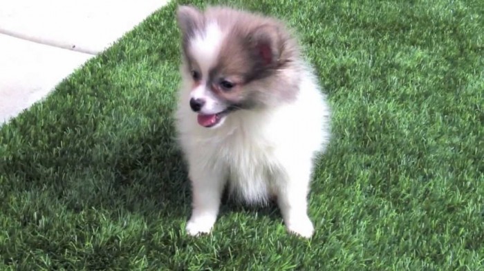 What Do You Know about the Latest Hybrid Dog "Pomsky"? 7 Dogs-Pomsky-Wallpaper-Images