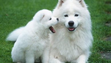 What Do You Know about the Latest Hybrid Dog "Pomsky"? 25 Pomsky Wallpaper HD Wallpaper What Do You Know about the Latest Hybrid Dog "Pomsky"? - 8