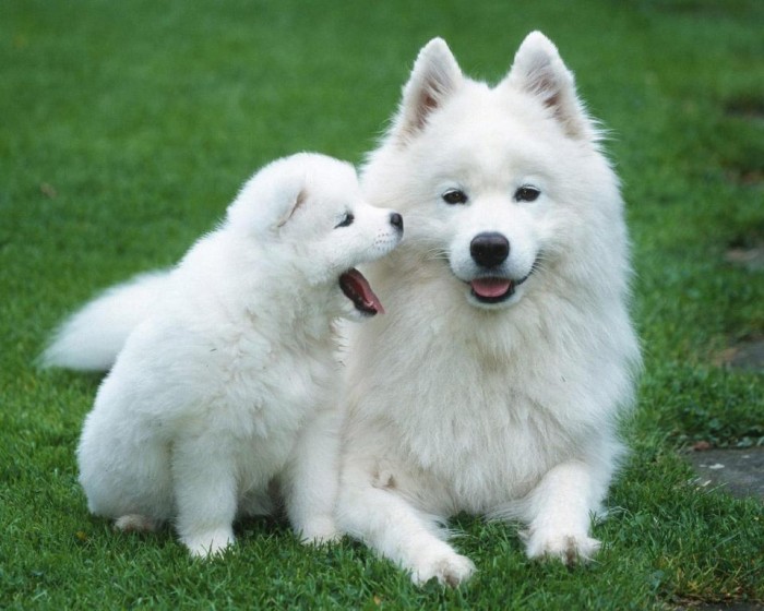 What Do You Know about the Latest Hybrid Dog "Pomsky"? 10 Pomsky Wallpaper HD Wallpaper