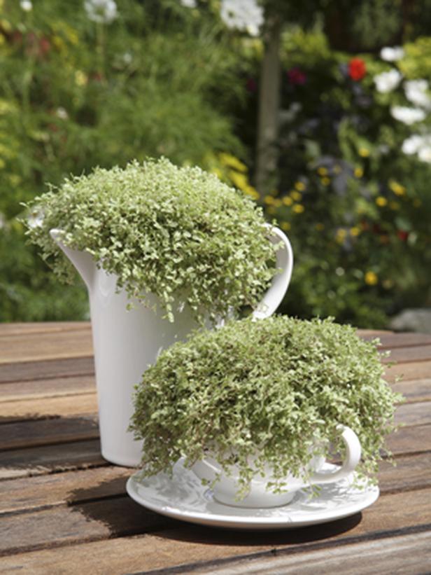 15 Fascinating & Unusual Christmas Presents 52 RX-DK-HTG16903_1-dish-garden_s3x4_lg