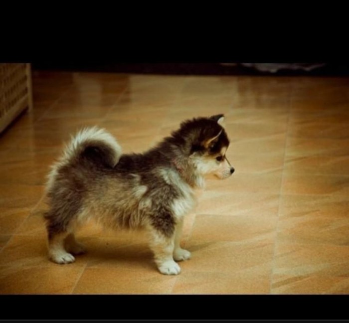 What Do You Know about the Latest Hybrid Dog "Pomsky"? 3 m_363036_o0vVB3t4nX15
