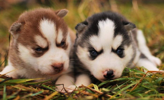 pomeranian-husky-blue-eyes What Do You Know about the Latest Hybrid Dog "Pomsky"?
