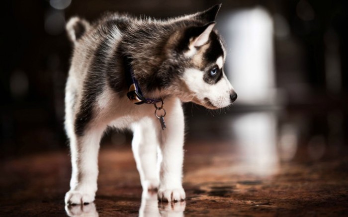 pomsky-full-grown-Pomsky-Full-Grown-Pictures Do You Like to Get a Pomsky Puppy?