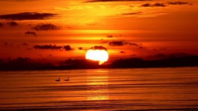 sunset sea birds hd wallpapers 30597 Basic Information And Facts About The Sun - 7