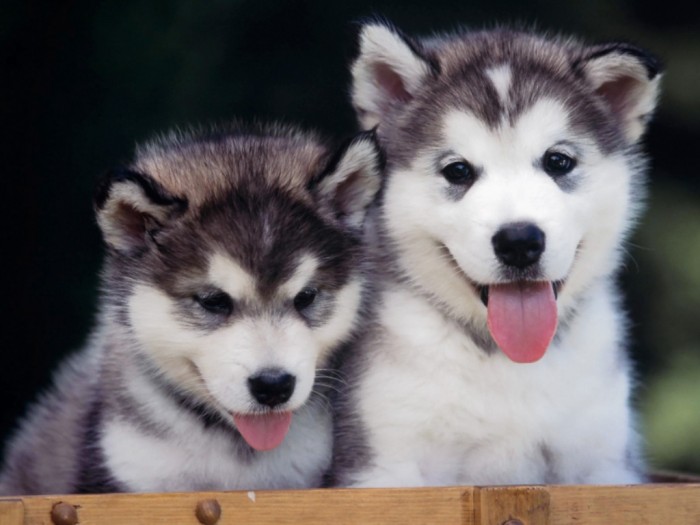 two_husky_puppies What Do You Know about the Latest Hybrid Dog "Pomsky"?