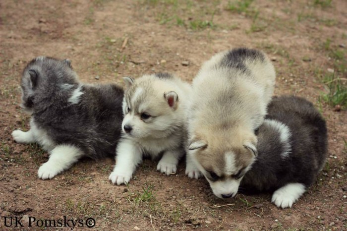 uk-pomsky-puppies Do You Like to Get a Pomsky Puppy?