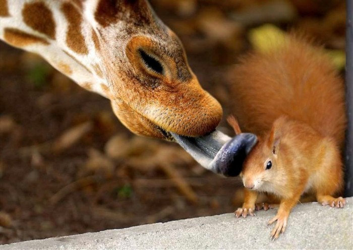 Easy to Follow Tricks & Secrets for Taking Better Digital Photographs 22 1-8-Funny-animals8