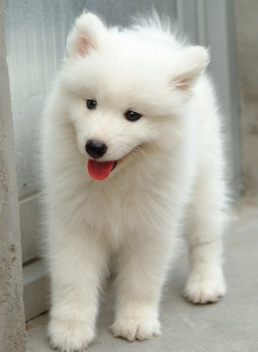 12869349328465 Samoyed Is a Fluffy, Gorgeous and Perfect Companion Dog