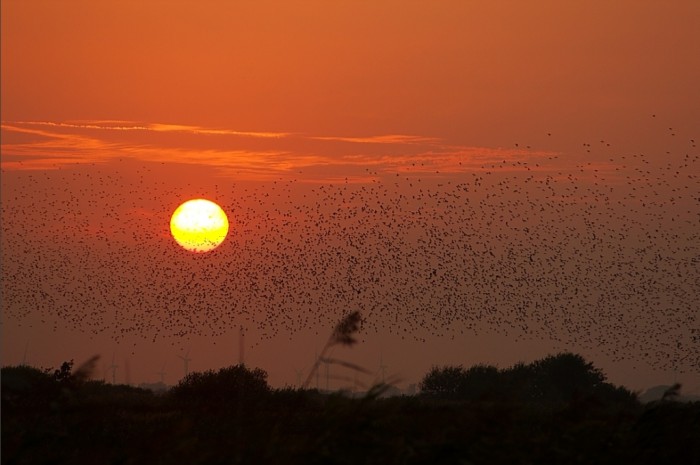 The Sun Turns Suddenly into Black, Do You Believe It? 24 1396608514_47e867f956_o