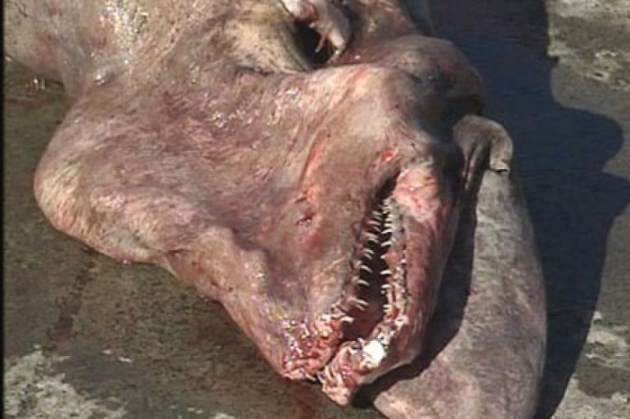Have You Ever Seen Such a Scary & Goblin Shark with Two Faces? 17 2018718-3x2-940x627