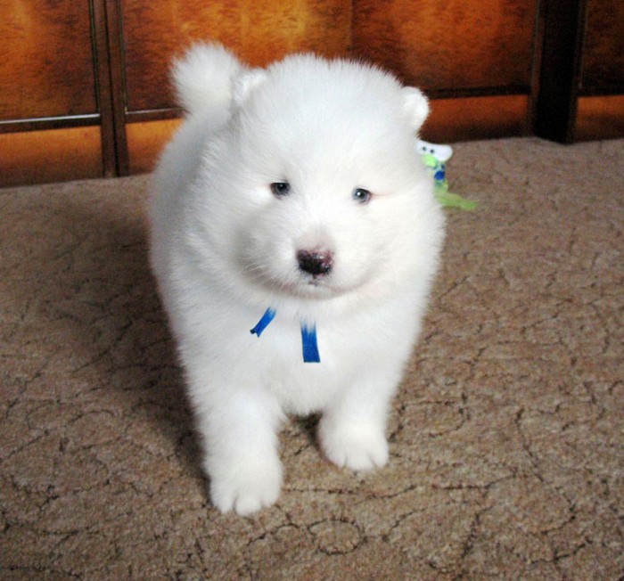 211 Samoyed Is a Fluffy, Gorgeous and Perfect Companion Dog