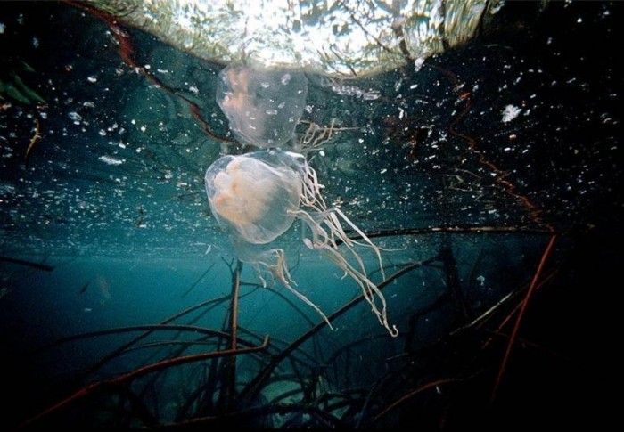 Be Careful! Deadly Jellyfish That Can Kill You While Swimming 17 296289_38b00988a9492bcb2149a2c2e4a045f5_large