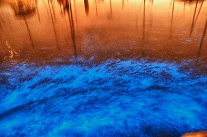 Magnificent and Breathtaking Blue Waves that Glow at Night 6 5580442_f520