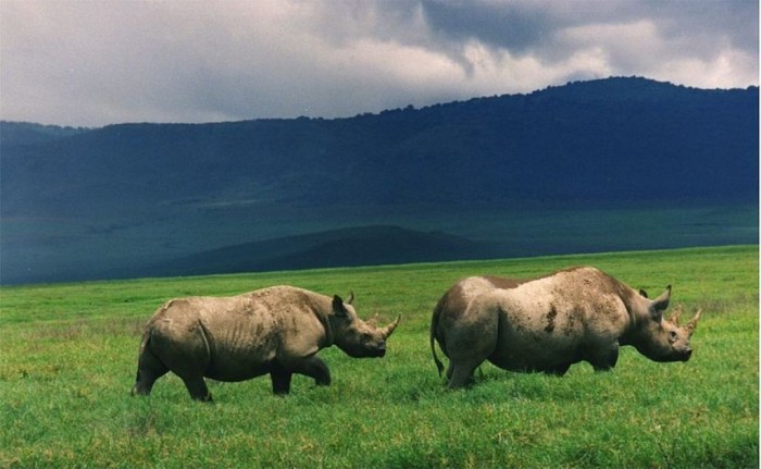 800px-Black_rhinos_in_crater The Western Black Rhinoceros Declared Extinct Because of Heavy Poaching