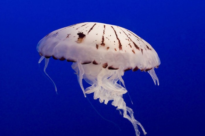 Be Careful! Deadly Jellyfish That Can Kill You While