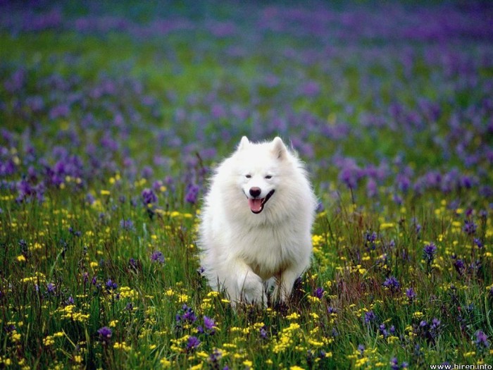 874107535 Samoyed Is a Fluffy, Gorgeous and Perfect Companion Dog
