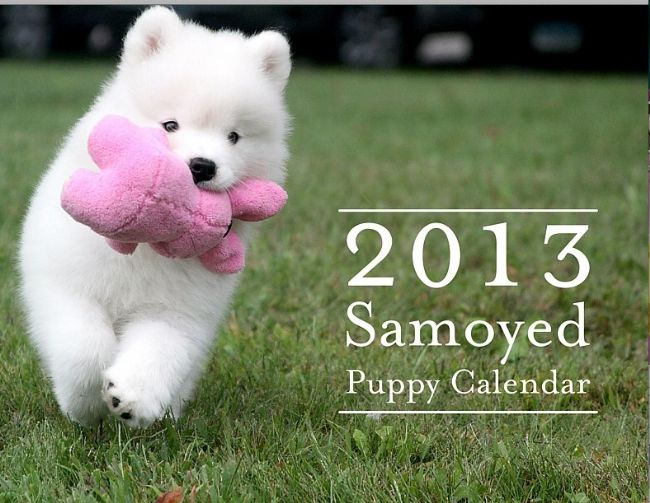 8_2013-Samoyed-Calendar-Cover1 Samoyed Is a Fluffy, Gorgeous and Perfect Companion Dog