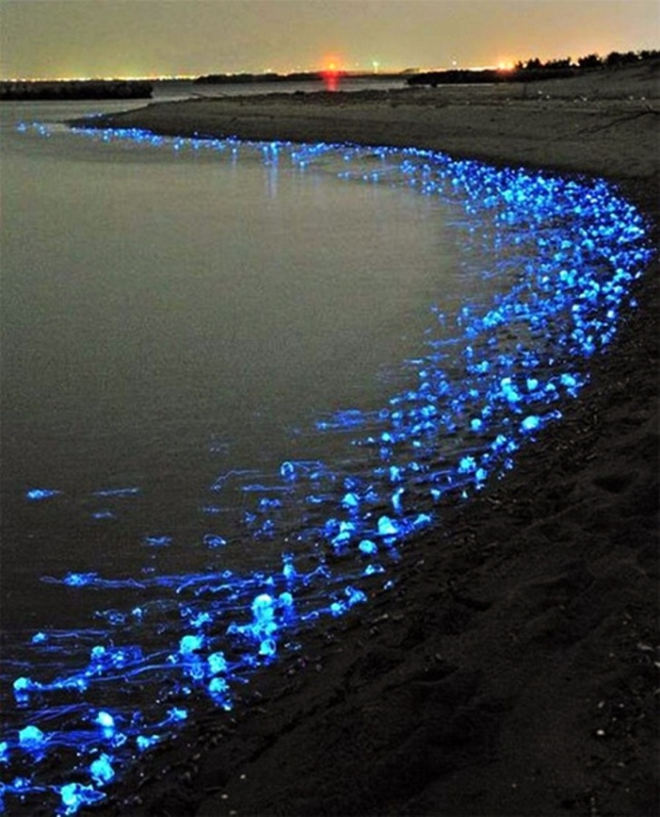 8c0d7cf3d494291f0b105fd65badc034 Magnificent and Breathtaking Blue Waves that Glow at Night