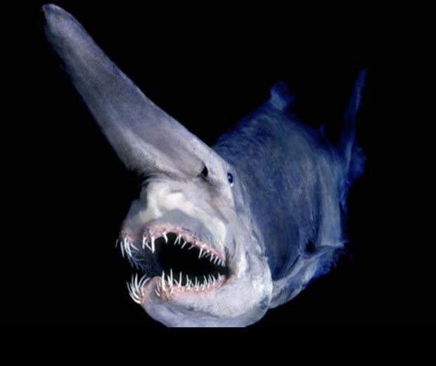 A8 Have You Ever Seen Such a Scary & Goblin Shark with Two Faces?
