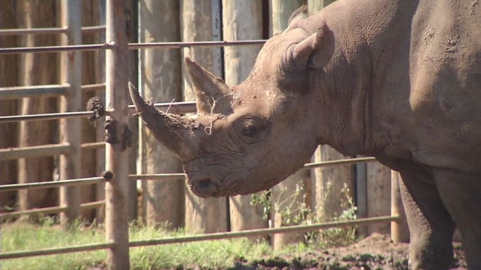 Abilene-black-rhino-jpg The Western Black Rhinoceros Declared Extinct Because of Heavy Poaching