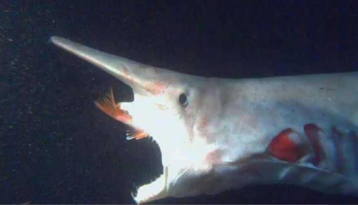 Alien-goblin-Shark-1 Have You Ever Seen Such a Scary & Goblin Shark with Two Faces?