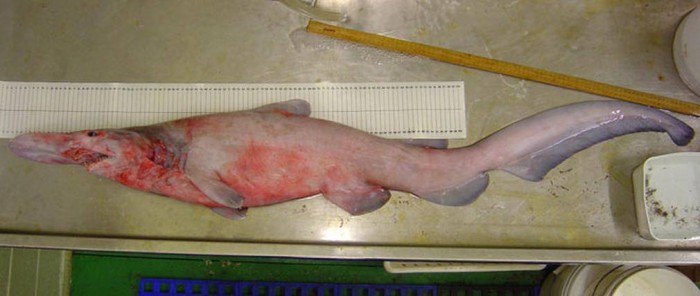 Have You Ever Seen Such a Scary & Goblin Shark with Two Faces? 13 Alien-goblin-Shark-2