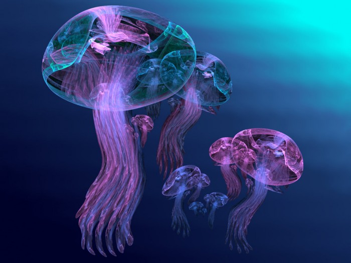 Be Careful! Deadly Jellyfish That Can Kill You While Swimming 15 Apo_Jellyfish_Family_1_by_wolfepaw