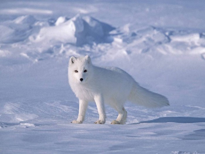 Adventure Travel Destinations to Enjoy an Unforgettable Holiday 24 Arctic Fox on Sea Ice- North Slope Near Arctic Ocean- Alaska