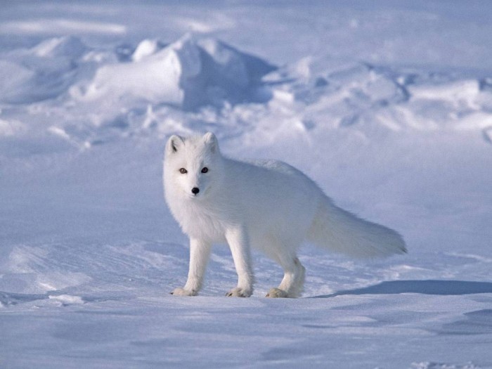 Arctic Fox on Sea Ice- North Slope Near Arctic Ocean- Alaska