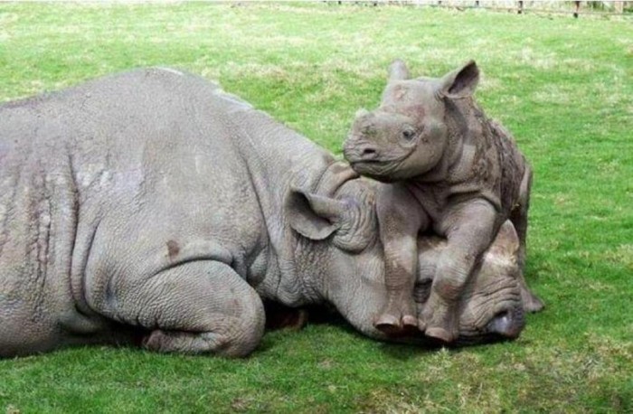 Baby_rhino The Western Black Rhinoceros Declared Extinct Because of Heavy Poaching