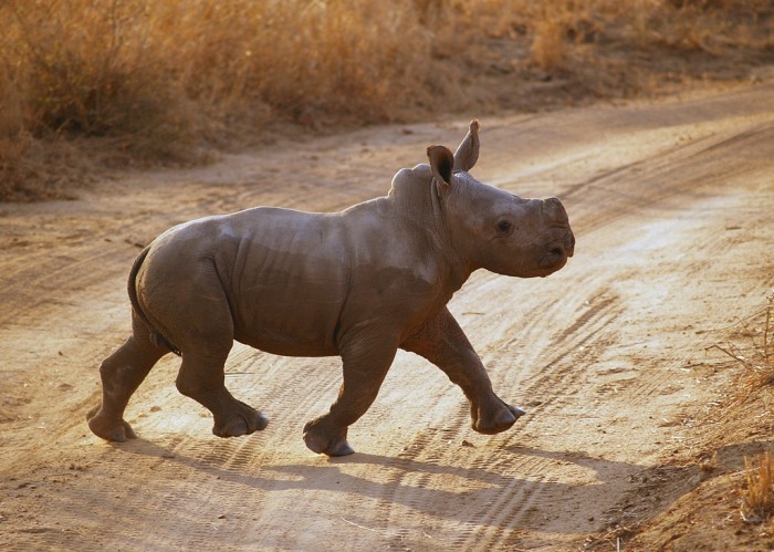 Blach-Rhino-Baby The Western Black Rhinoceros Declared Extinct Because of Heavy Poaching