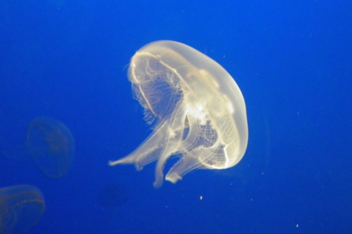 Box Jellyfish 4