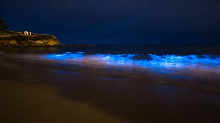 CM-wide-coogee-20121129172350193196-620x349 Magnificent and Breathtaking Blue Waves that Glow at Night