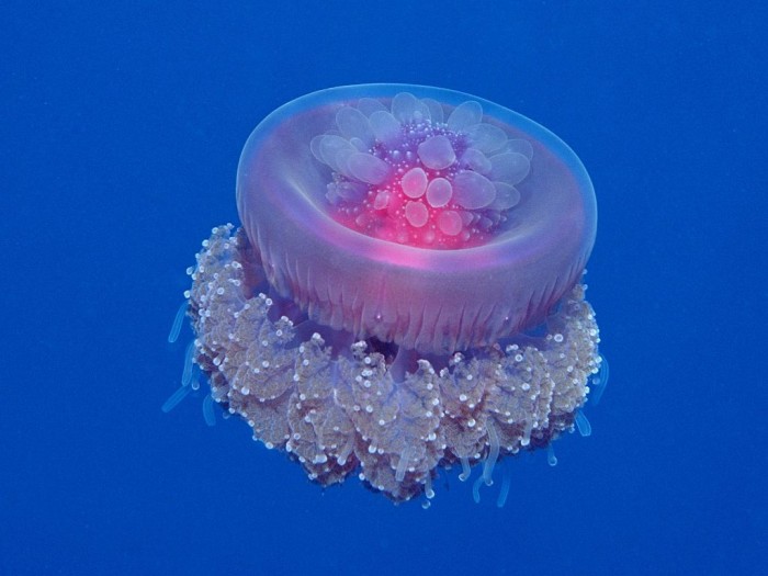 Crown Jellyfish
