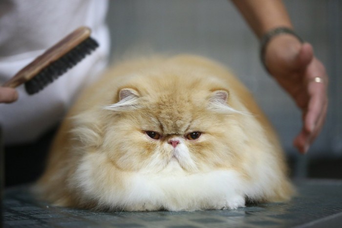 Easy to Follow Tricks & Secrets for Taking Better Digital Photographs 29 Cute_and_Funny_Animals_Pictures_1
